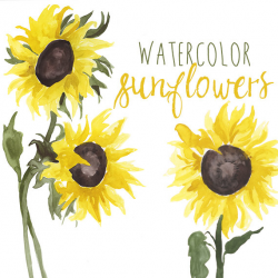Watercolor Sunflower Clip Art Floral Summer Clipart