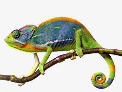 Chameleon, Blue, Green, Cute PNG Image and Clipart for Free Download