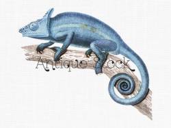 Blue Chameleon Clipart 'Parson's Chameleon' Nature
