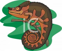 Royalty Free Clipart Image: A Brown Chameleon with Its Tail Curled