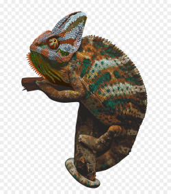 Chameleons Clip art - Chameleon PNG Picture png download - 800*1019 ...