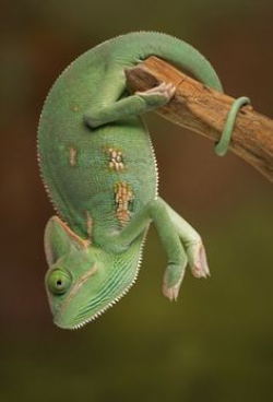 The chameleon's tail is excellently adapted for tree climbing to ...