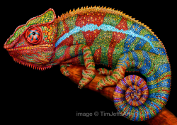 Panther chameleon clipart - Clipground