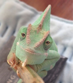 The most beautiful chameleon ever! Her name is Madori. | Veiled ...