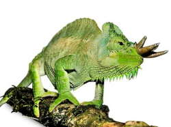 13 best Fischers Chameleon images on Pinterest | Chameleon ...