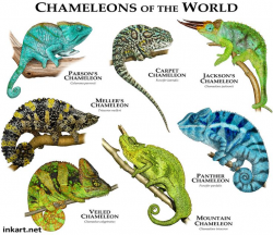 579 best chameleon images on Pinterest | Chameleon, Chameleons and ...