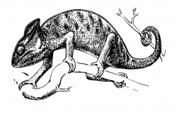 Chameleon, Reptile, Lizard, Nature, Wildlife, Exotic ...