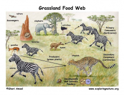 Learn about Food Webs and African Grasslands from Exploringnature ...
