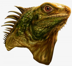 Lizard Head, Color, Hand Painted, Lifelike PNG Image and Clipart for ...