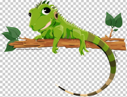 Lizard Green Iguana PNG, Clipart, Amphibian, Animals ...