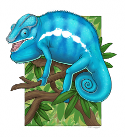 Nosy Be Panther Chameleon by Alkahla on DeviantArt