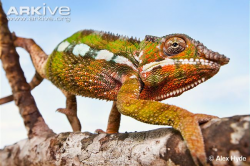 Panther chameleon photo - Furcifer pardalis - G125112 | Arkive
