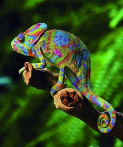 Image result for rainforest animals art | Rain forest quilt ...