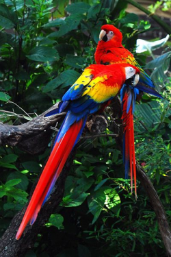 46 best Rainforest- South America images on Pinterest | Tropical ...