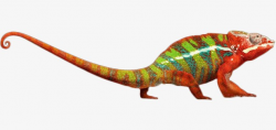 Red Lizard Chameleon, Red, Lizard, Chameleon PNG Image and Clipart ...