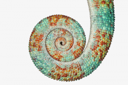 Chameleon Tail, Amphibians, Chameleon, Tail PNG Image and Clipart ...