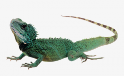 Green Long Tail Chameleon, Chameleon Material, Long Tail, Green PNG ...