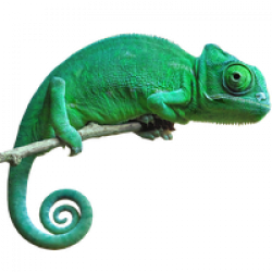 Download Chameleon Free PNG photo images and clipart | FreePNGImg