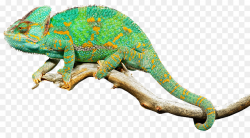 Reptile Lizard Chameleons Common Iguanas Clip art - Free Reptiles ...