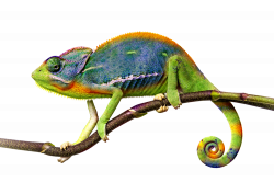 Chameleon PNG File | PNG Mart