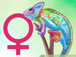How to Tell if a Chameleon Is Male or Female: 13 Steps