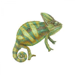 Chameleon Art | Veiled Chameleon clipart graphics (Free clip art ...