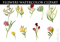 Wild Flower watercolor clipart | Floral Clipart | Painted Clip Art ...