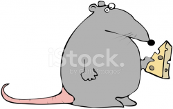Rat With Cheese Stock Vector - FreeImages.com