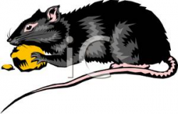 A Rat Eating a Piece of Cheese - Royalty Free Clipart Picture