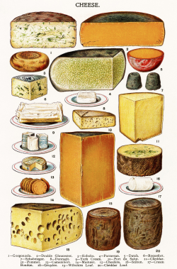 Cheese - Gorgonzola, Dutch, Cheddar, Camembert, Cheshire, Stilton ...
