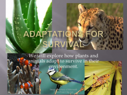 adaptations-for-survival-1-728.jpg?cb=1339976755