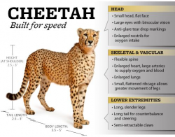 Do you know how fast a cheetah can run? Information on this amazing ...