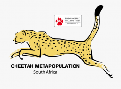 Africa Clipart Animal Population - Endangered Cheetah In ...