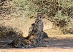 Leo Africa - Big 5, cheetah, hyena monitoring, conservation ...