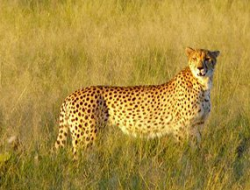 Cheetah Pictures - Cheetah Photos