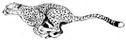 Cartoon Cheetah Clipart #40995 | Art inspiration | Animal ...