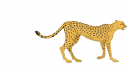 Cheetah Cartoon Leopard Clip art - leopard 1920*1080 transprent Png ...