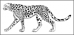 28+ Collection of Cheetah Body Drawing | High quality, free cliparts ...