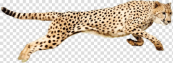 Cheetah , Running Cheetah transparent background PNG clipart ...