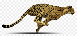 Leopard Clipart cheetah run 5 - 840 X 399 Free Clip Art ...