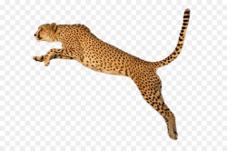 Cheetah Tiger Clip art - Cheetah PNG png download - 876*784 - Free ...