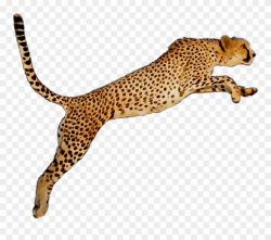 Portable Wallpaper Leopard Desktop Graphics Cheetah ...