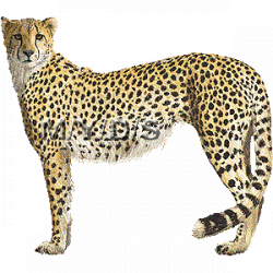 Free Cheetah Cliparts, Download Free Clip Art, Free Clip Art ...
