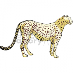 Side profile of a cheetah standing on all fours clipart. Royalty-free  clipart # 131030
