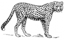 28+ Collection of Baby Cheetah Clipart Black And White | High ...