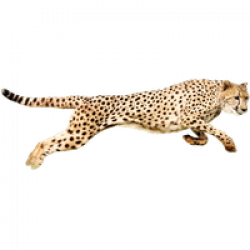 Download Cheetah Free PNG photo images and clipart | FreePNGImg