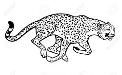 Cheetah Line Drawing at GetDrawings.com | Free for personal use ...