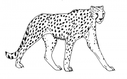 Cheetah Lineart# 2008597
