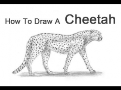 How to Draw a Cheetah - YouTube