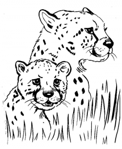 Running Cheetah Drawing at GetDrawings.com | Free for personal use ...